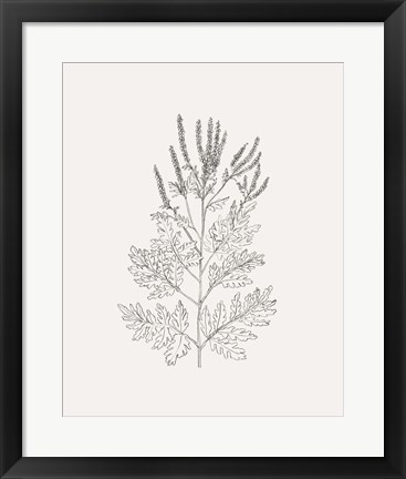 Framed Wild Foliage Sketch II Print