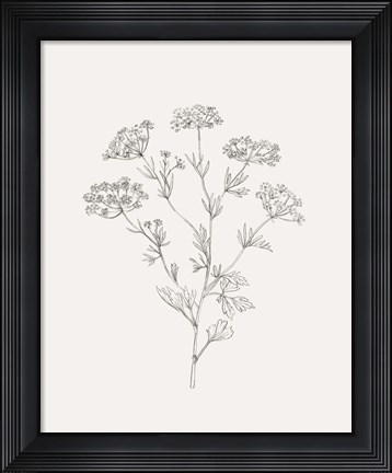 Framed Wild Foliage Sketch III Print