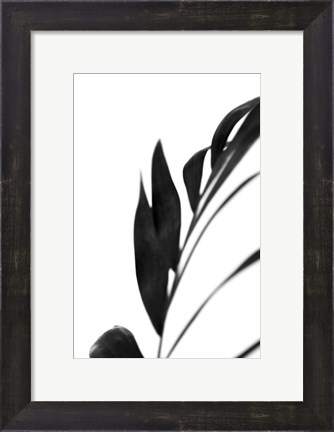 Framed Black Palms III Print