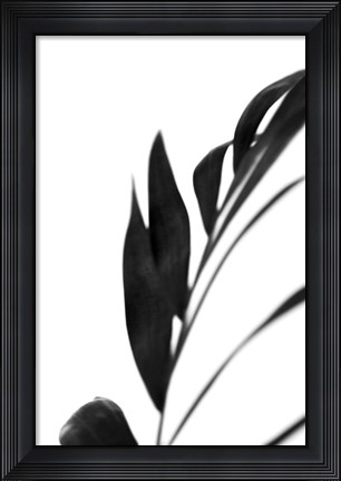 Framed Black Palms III Print