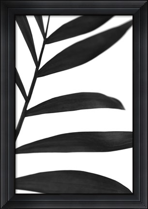 Framed Black Palms V Print