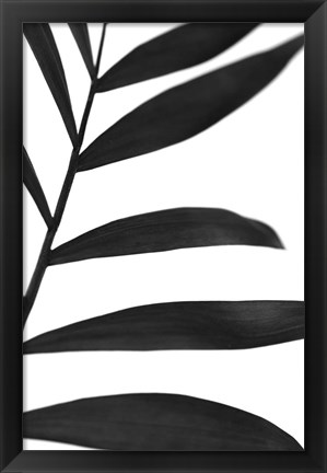 Framed Black Palms V Print