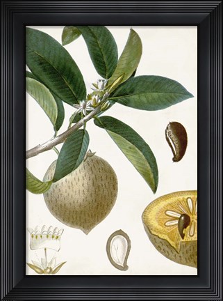 Framed Turpin Tropical Fruit I Print