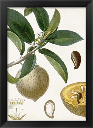 Framed Turpin Tropical Fruit I Print