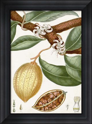 Framed Turpin Tropical Fruit II Print