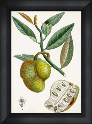 Framed Turpin Tropical Fruit III Print