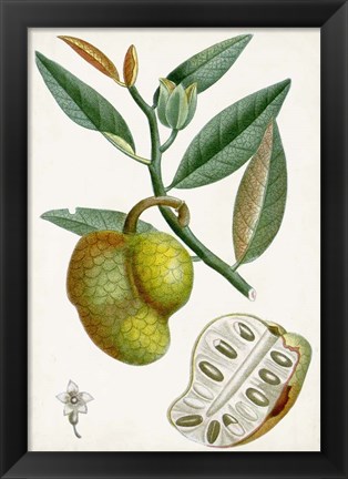 Framed Turpin Tropical Fruit III Print