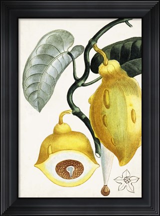 Framed Turpin Tropical Fruit IV Print