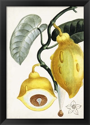 Framed Turpin Tropical Fruit IV Print