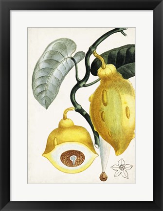 Framed Turpin Tropical Fruit IV Print