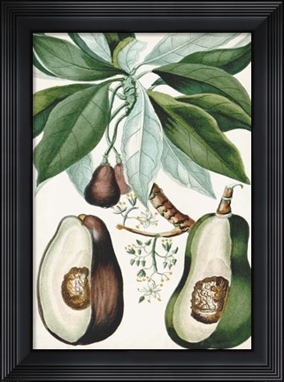 Framed Turpin Tropical Fruit V Print