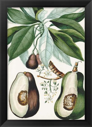 Framed Turpin Tropical Fruit V Print