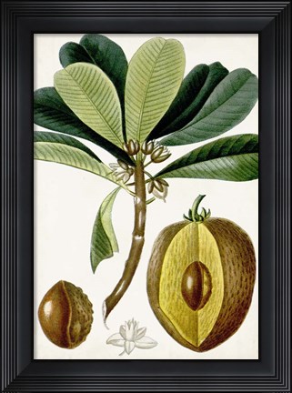 Framed Turpin Tropical Fruit VI Print