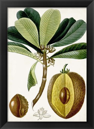 Framed Turpin Tropical Fruit VI Print