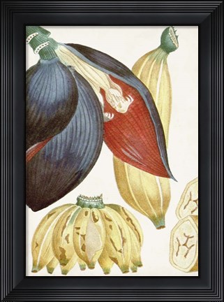 Framed Turpin Tropical Fruit VII Print
