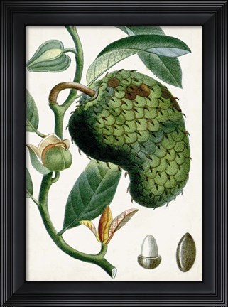 Framed Turpin Tropical Fruit VIII Print