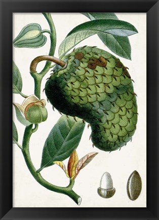 Framed Turpin Tropical Fruit VIII Print