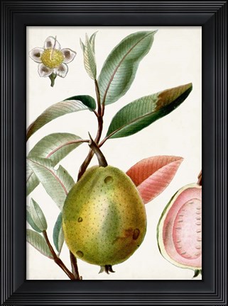 Framed Turpin Tropical Fruit IX Print