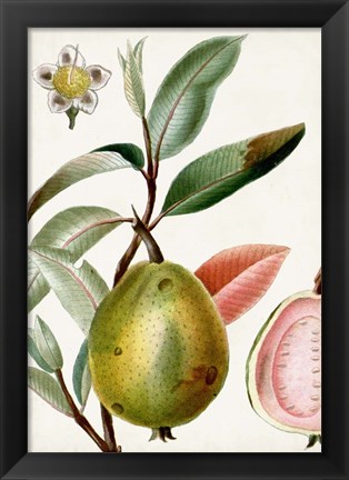 Framed Turpin Tropical Fruit IX Print