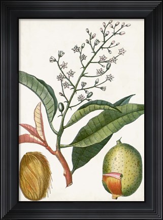 Framed Turpin Tropical Fruit X Print