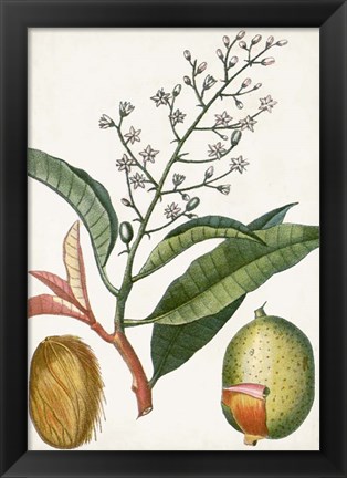 Framed Turpin Tropical Fruit X Print