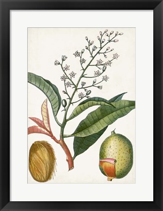 Framed Turpin Tropical Fruit X Print