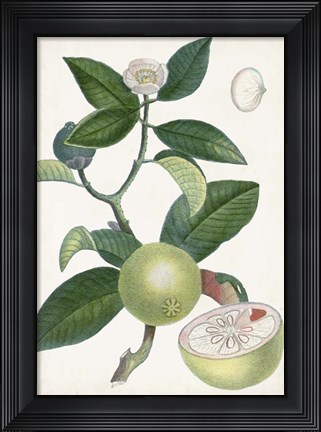 Framed Turpin Tropical Fruit XI Print