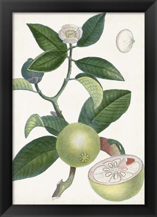 Framed Turpin Tropical Fruit XI Print