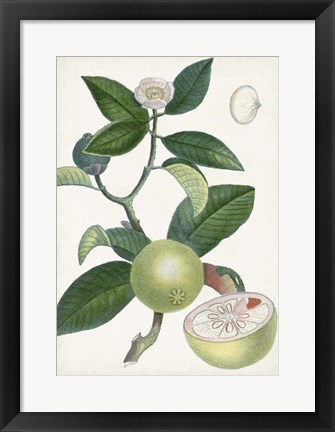 Framed Turpin Tropical Fruit XI Print