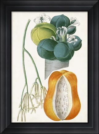 Framed Turpin Tropical Fruit XII Print