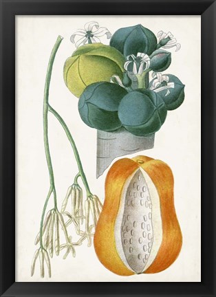 Framed Turpin Tropical Fruit XII Print