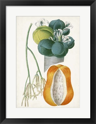 Framed Turpin Tropical Fruit XII Print