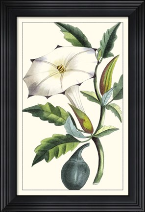 Framed Turpin Exotic Botanical I Print