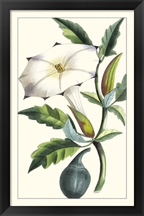 Framed Turpin Exotic Botanical I Print