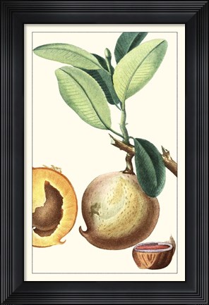 Framed Turpin Exotic Botanical II Print