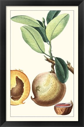 Framed Turpin Exotic Botanical II Print