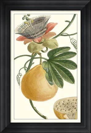 Framed Turpin Exotic Botanical III Print