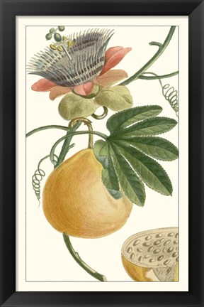 Framed Turpin Exotic Botanical III Print