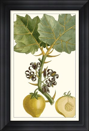 Framed Turpin Exotic Botanical IV Print