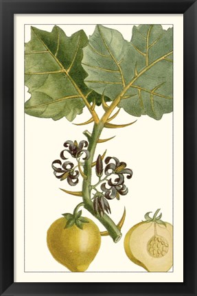 Framed Turpin Exotic Botanical IV Print