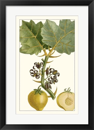 Framed Turpin Exotic Botanical IV Print