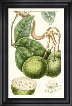 Framed Turpin Exotic Botanical VI Print