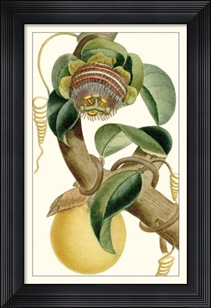 Framed Turpin Exotic Botanical VII Print