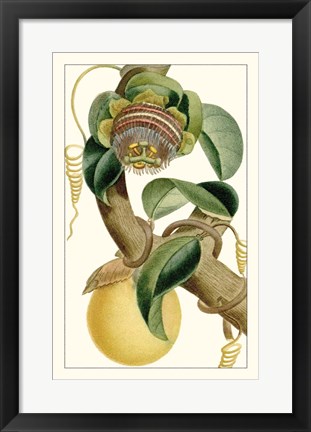 Framed Turpin Exotic Botanical VII Print