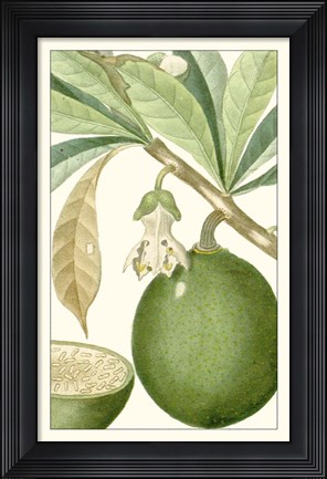 Framed Turpin Exotic Botanical VIII Print