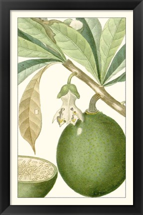 Framed Turpin Exotic Botanical VIII Print