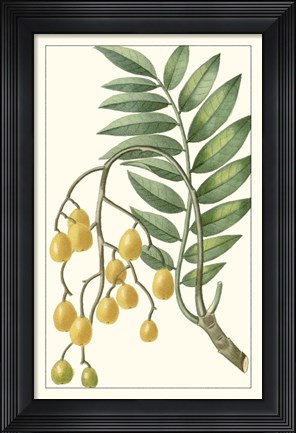 Framed Turpin Exotic Botanical IX Print