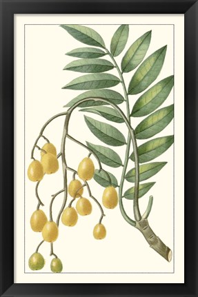 Framed Turpin Exotic Botanical IX Print