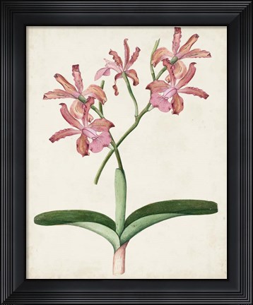 Framed Orchid Pair I Print