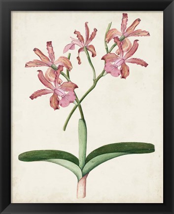 Framed Orchid Pair I Print